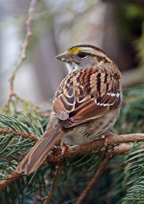 beautiful sparrow pictures|More.